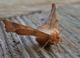 Maple Thorn